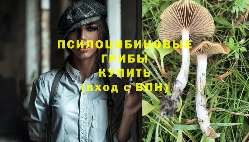 Псилоцибиновые грибы Psilocybine cubensis  гидра как войти  Новокубанск 